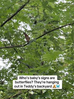 Loss moms 🫶🏼 butterflies 🫶🏼 angel baby signs 🫶🏼🫶🏼🫶🏼  xoxox #pregnancyloss #lossmom #grief #atouchofteddy #nonprofit